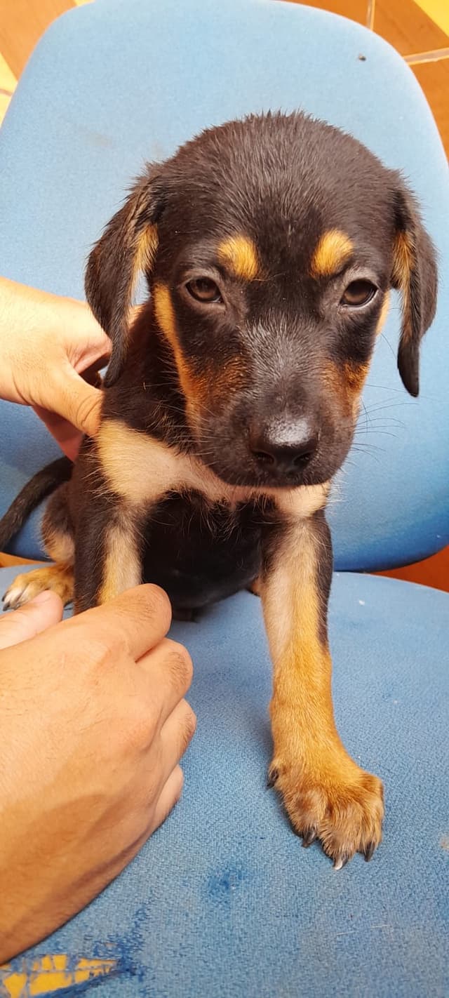 Amiguinho 1 (Macho)