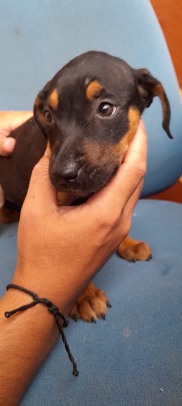 Amiguinho 2 (Fêmea)