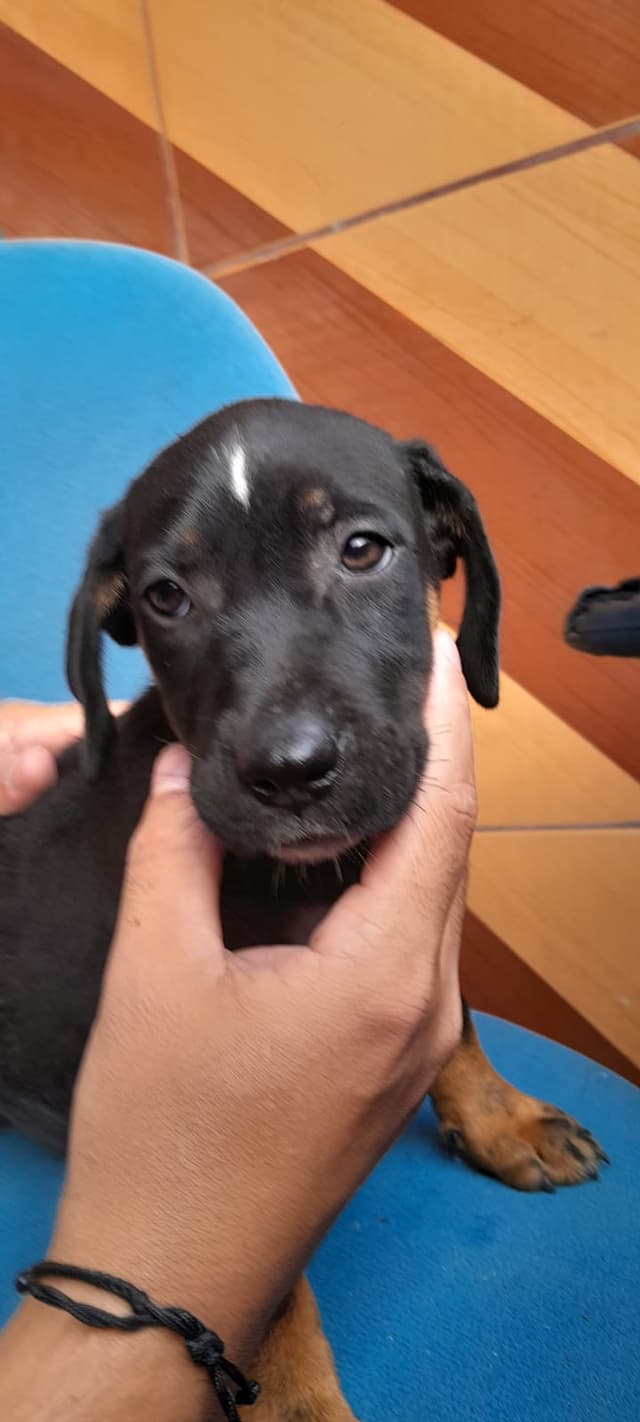 Amiguinho 3 (Fêmea)