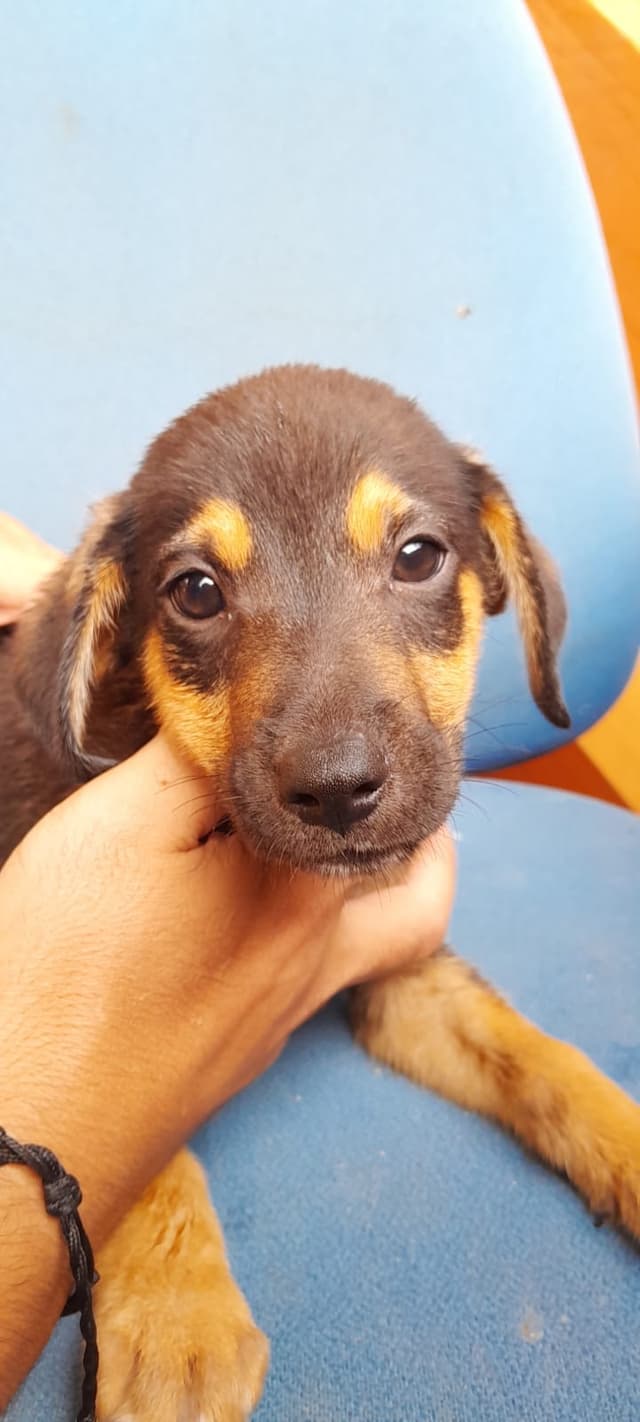 Amiguinho 4 (Macho)