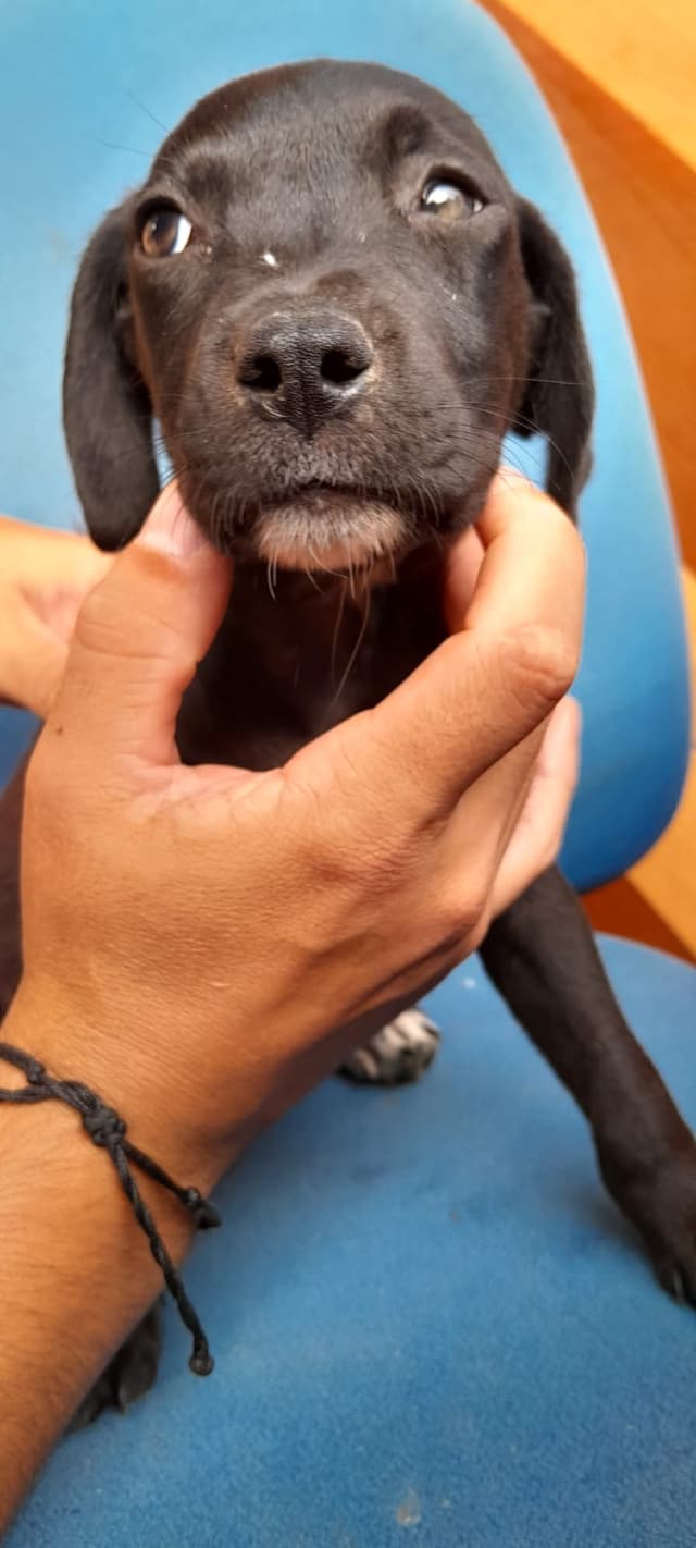 Amiguinho 5 (Macho)